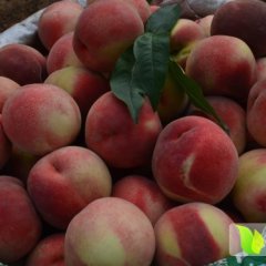 陕西礼泉沙红桃：裴寨村裴经理