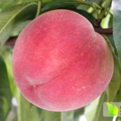 陕西红不软：临潼区张力勃