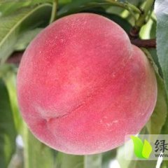 陕西红不软毛桃大量上市