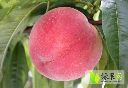 2014年陕西大荔红不软价格