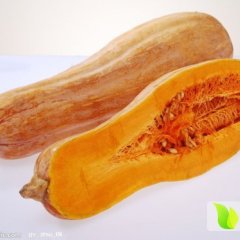 湖北阳新金红冠南瓜：军垦综谈女士