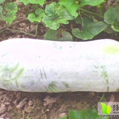 湖北阳新铁冠军冬瓜7月中旬大量上市