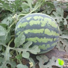 辽宁凌海京欣西瓜上市 价格随行就市