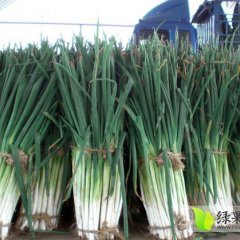 山东东昌府长白大葱20万亩