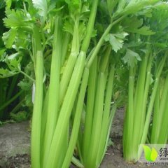 河北阳原美国西芹：三马坊王彦壮