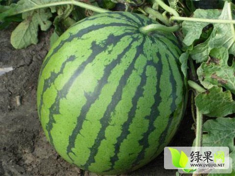 地雷瓜价格