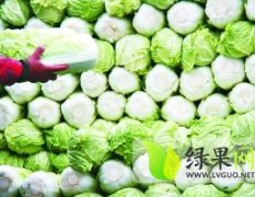 河北蔚县优质旱地大白菜：李建强