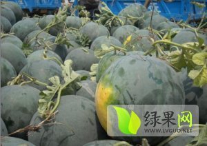 黑皮无籽价格