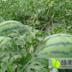 黑龙江佳木斯京欣西瓜：板子房马龙