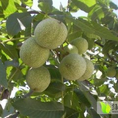 陕西大荔青皮核桃：范家镇党赵锋