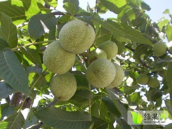2014年陕西大荔青皮核桃价格