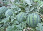 山西运城西瓜0.25元大量上市