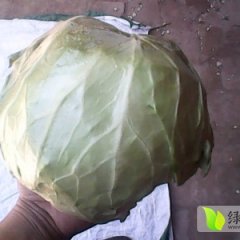 我基地春玉甘蓝开始上市