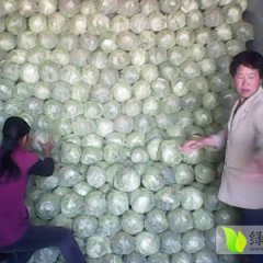 河北定州春玉甘蓝 城南定赵保强