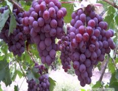 万亩葡萄 红提等 量大可供您选择优质葡萄
