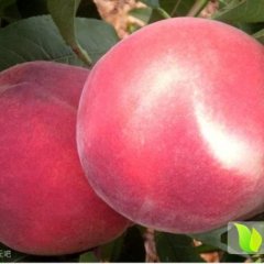 山东安丘仓方早生：管公镇席经理