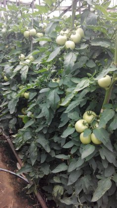 河北肃宁硬粉安格尔开始上市有硬度