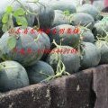 山东东明黑美人、绿之绣、东明集卢振飞