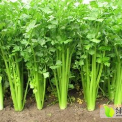 2014西吉芹菜收购工作全面开展