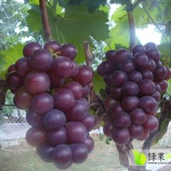 河北晋州市藤稔葡萄价格行情平稳