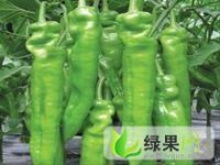 辽宁凌海金牛角辣椒是名优特产