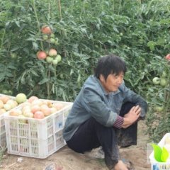 2014民权西红柿再不来就没机会了！