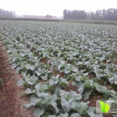 山东高唐青梗散花已经大量上市,诚信为本，互利共赢