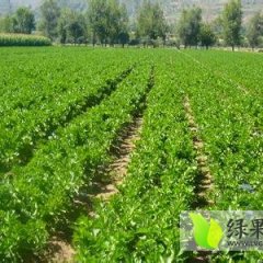 松山大庙小王8月美国西芹芹菜