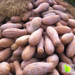 万吨南瓜低价销售。量大从优！货源保证！！