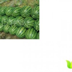 2014五常西瓜再不来就没机会了！