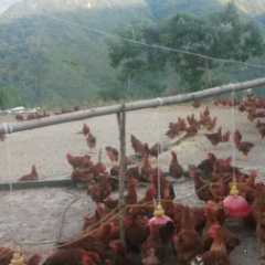 西安鸡口感爽口,户县王景智诚信合作