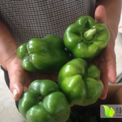 2014杭锦后旗辣椒今年价格有看点