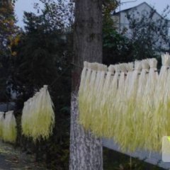 郫县韭菜绿色无公害,唐元张凡志诚信合作