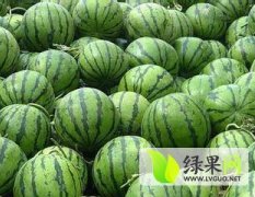 大庆市大同区祝三乡西瓜绿色无公害