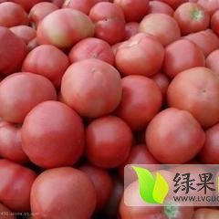 安丘西红柿，皮薄，肉嫩，口感好