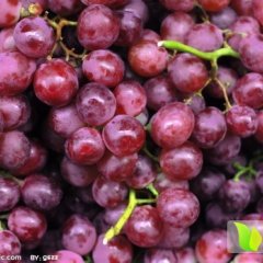 泗水葡萄品质优良,中册杨玉同诚信合作