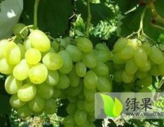 陕西大荔青提葡萄外观秀美诱人，果皮薄且韧，肉厚而脆