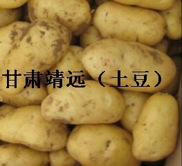 2014年甘肃靖远荷兰十五价格