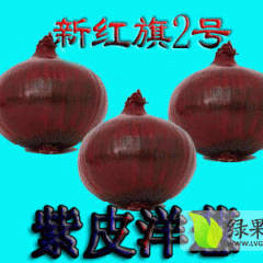 金川洋葱长势好  病虫害少，产量高，个头大