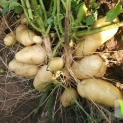 河北围场荷兰十五土豆随行就市