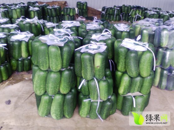 大青皮冬瓜价格