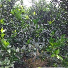 柳城六塘韦启顺10月南丰蜜桔柑橘