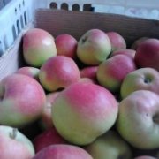 临猗角杯师锐锋8月嘎啦苹果