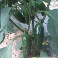 辽宁凌海港椒辣椒火爆招商中