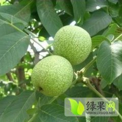 2014大荔核桃值得出手