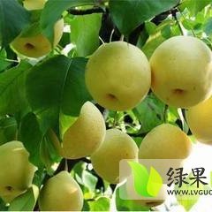 皇冠梨现在价格稳定，货源充足