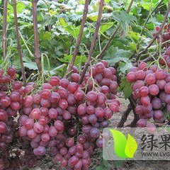 大荔葡萄果实新鲜清洁、无异味、口感好