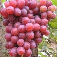 广宗葡萄香甜可口,营养丰富