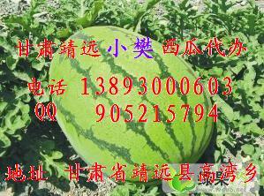 二茬瓜价格