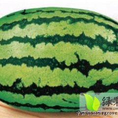 冠龙西瓜皮薄，大红瓤，无病虫害，品质极好、口感甜脆
